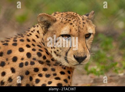 Neapel, Usa. November 2023. Neapel, Florida, Freitag, 29. November 2023. Naples Zoo Cheetah Display, Neapel Florida, Mittwoch, 29. November 2023. Quelle: Jennifer Graylock/Alamy Live News Stockfoto