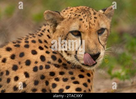 Neapel, Usa. November 2023. Neapel, Florida, Freitag, 29. November 2023. Naples Zoo Cheetah Display, Neapel Florida, Mittwoch, 29. November 2023. Quelle: Jennifer Graylock/Alamy Live News Stockfoto