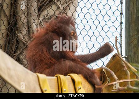 Neapel, Usa. November 2023. Neapel, Florida, Freitag, 29. November 2023. Naples Zoo Orangutan Display, Naples Florida, Mittwoch, 29. November 2023. Quelle: Jennifer Graylock/Alamy Live News Stockfoto
