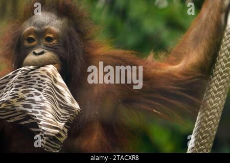 Neapel, Usa. November 2023. Neapel, Florida, Freitag, 29. November 2023. Naples Zoo Orangutan Display, Naples Florida, Mittwoch, 29. November 2023. Quelle: Jennifer Graylock/Alamy Live News Stockfoto