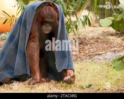 Neapel, Usa. November 2023. Neapel, Florida, Freitag, 29. November 2023. Naples Zoo Orangutan Display, Naples Florida, Mittwoch, 29. November 2023. Quelle: Jennifer Graylock/Alamy Live News Stockfoto