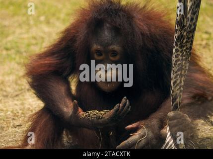 Neapel, Usa. November 2023. Neapel, Florida, Freitag, 29. November 2023. Naples Zoo Orangutan Display, Naples Florida, Mittwoch, 29. November 2023. Quelle: Jennifer Graylock/Alamy Live News Stockfoto