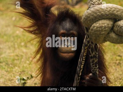 Neapel, Usa. November 2023. Neapel, Florida, Freitag, 29. November 2023. Naples Zoo Orangutan Display, Naples Florida, Mittwoch, 29. November 2023. Quelle: Jennifer Graylock/Alamy Live News Stockfoto