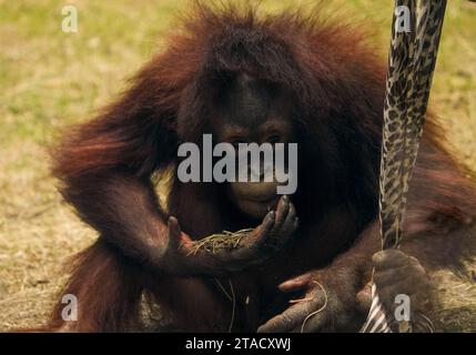 Neapel, Usa. November 2023. Neapel, Florida, Freitag, 29. November 2023. Naples Zoo Orangutan Display, Naples Florida, Mittwoch, 29. November 2023. Quelle: Jennifer Graylock/Alamy Live News Stockfoto