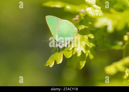 Ein männlicher grüner Hairstreak (Callophrys rubi), ein Frühlingsfalter, sitzt in einem Baum in Wanstead, Nordostlondon, England Stockfoto