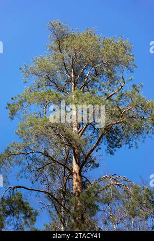 Ein großer, mächtiger Kiefer aus nächster Nähe auf blauem Himmel. Wald ist die Lunge des Planeten. Wiederaufforstung, Entwaldung, Waldschutz, Umwelt Stockfoto