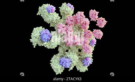 3D-Rendering der Bindung von Caspase-9 an humanes Apoptosomenmolekül enthält sieben Apaf-1-Moleküle, die symmetrisch in einer radförmigen Struktur angeordnet sind Stockfoto