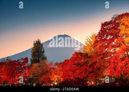 Wunderschöner Fuji-Berg mit bunten Ahornblättern im Herbst und das Momiji-Tunnelfestival bei Sonnenuntergang am Kawaguchiko-See, Yamanashi, Japan Stockfoto