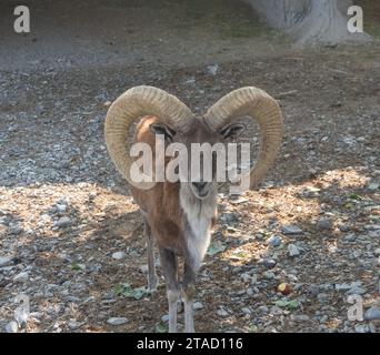 Schafe auf den Felsen. Hornantilope im Zoo Stockfoto