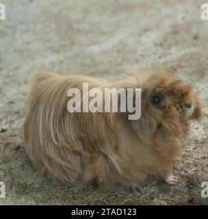 Eine Art Wollmaus auf dem Boden. Süßes kleines Schwein mit winzigen Augen Stockfoto