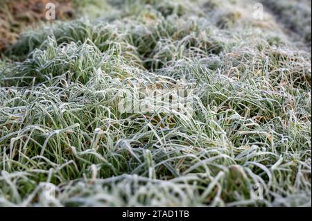 Nahaufnahme von Raureif, der langes Gras auf einem Feld bedeckt. Stockfoto