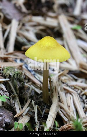 Pluteus leoninus, bekannt als der Löwenschild, wilder Pilz aus Finnland Stockfoto