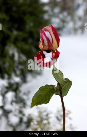 Gefrorene Blumen. Rosensträucher im Schnee. Rote Blumen und weißer Schnee. Rosensträucher nach Schneefall und plötzlichem Kälteeinbruch. Extreme Kälte und Pflanzen. Ansicht von Rot Stockfoto