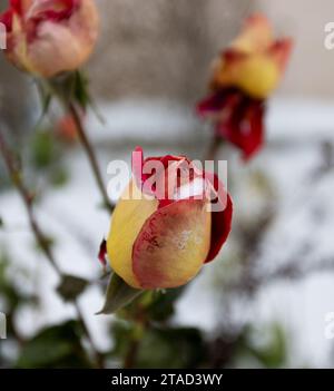 Gefrorene Blumen. Rosensträucher im Schnee. Rote Blumen und weißer Schnee. Rosensträucher nach Schneefall und plötzlichem Kälteeinbruch. Extreme Kälte und Pflanzen. Ansicht von Rot Stockfoto