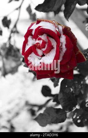 Gefrorene Blumen. Rosensträucher im Schnee. Rote Blumen und weißer Schnee. Rosensträucher nach Schneefall und plötzlichem Kälteeinbruch. Extreme Kälte und Pflanzen. Ansicht von Rot Stockfoto