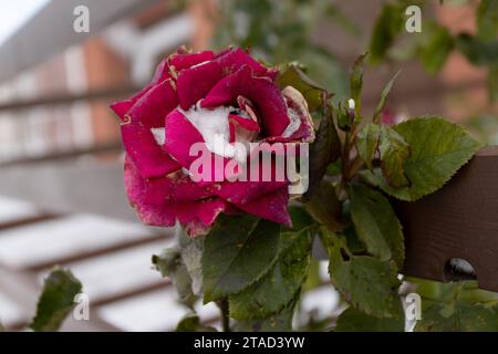 Gefrorene Blumen. Rosensträucher im Schnee. Rote Blumen und weißer Schnee. Rosensträucher nach Schneefall und plötzlichem Kälteeinbruch. Extreme Kälte und Pflanzen. Ansicht von Rot Stockfoto