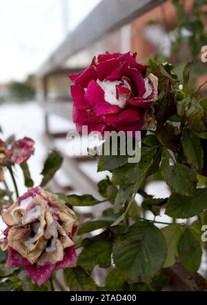 Gefrorene Blumen. Rosensträucher im Schnee. Rote Blumen und weißer Schnee. Rosensträucher nach Schneefall und plötzlichem Kälteeinbruch. Extreme Kälte und Pflanzen. Ansicht von Rot Stockfoto