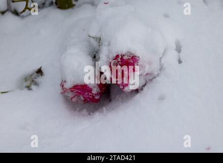 Gefrorene Blumen. Rosensträucher im Schnee. Rote Blumen und weißer Schnee. Rosensträucher nach Schneefall und plötzlichem Kälteeinbruch. Extreme Kälte und Pflanzen. Ansicht von Rot Stockfoto