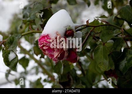 Gefrorene Blumen. Rosensträucher im Schnee. Rote Blumen und weißer Schnee. Rosensträucher nach Schneefall und plötzlichem Kälteeinbruch. Extreme Kälte und Pflanzen. Ansicht von Rot Stockfoto