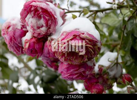 Gefrorene Blumen. Rosensträucher im Schnee. Rote Blumen und weißer Schnee. Rosensträucher nach Schneefall und plötzlichem Kälteeinbruch. Extreme Kälte und Pflanzen. Ansicht von Rot Stockfoto