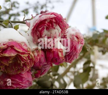 Gefrorene Blumen. Rosensträucher im Schnee. Rote Blumen und weißer Schnee. Rosensträucher nach Schneefall und plötzlichem Kälteeinbruch. Extreme Kälte und Pflanzen. Ansicht von Rot Stockfoto