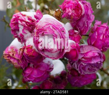 Gefrorene Blumen. Rosensträucher im Schnee. Rote Blumen und weißer Schnee. Rosensträucher nach Schneefall und plötzlichem Kälteeinbruch. Extreme Kälte und Pflanzen. Ansicht von Rot Stockfoto