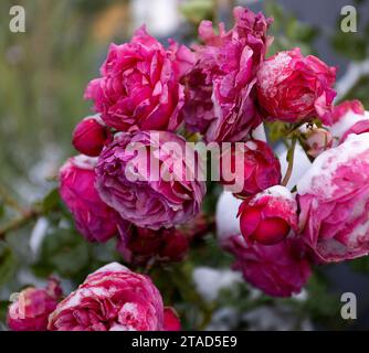 Gefrorene Blumen. Rosensträucher im Schnee. Rote Blumen und weißer Schnee. Rosensträucher nach Schneefall und plötzlichem Kälteeinbruch. Extreme Kälte und Pflanzen. Ansicht von Rot Stockfoto