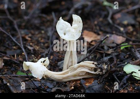 Helvella crispa, auch bekannt als weißer Sattel, Elfensattel oder gewöhnlicher Helvel, wilder Pilz aus Finnland Stockfoto