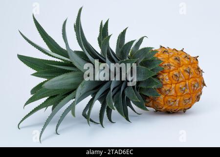 Einzelne ganze Ananas isoliert auf weiß mit Beschneidungspfad. Ganze Honig-Ananasfrucht isoliert auf weiß mit Schneideweg Stockfoto