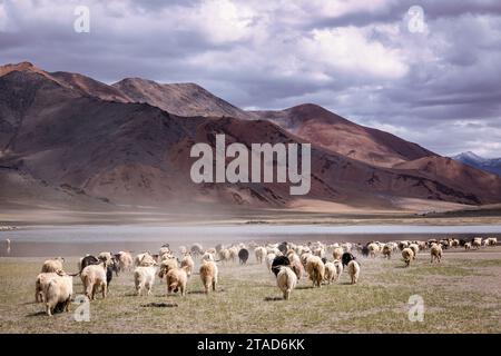 Changthangi oder Ladakh Paschmina Ziegen, Ladakh, Indien Stockfoto