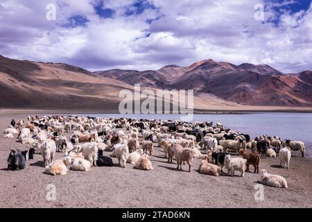 Changthangi oder Ladakh Paschmina Ziegen, Ladakh, Indien Stockfoto