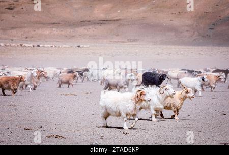 Changthangi oder Ladakh Paschmina Ziegen, Ladakh, Indien Stockfoto