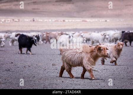 Changthangi oder Ladakh Paschmina Ziegen, Ladakh, Indien Stockfoto