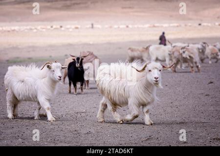 Changthangi oder Ladakh Paschmina Ziegen, Ladakh, Indien Stockfoto