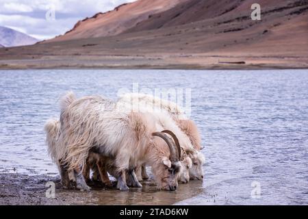 Changthangi oder Ladakh Paschmina Ziegen, Ladakh, Indien Stockfoto