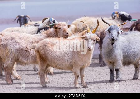 Changthangi oder Ladakh Paschmina Ziegen, Ladakh, Indien Stockfoto