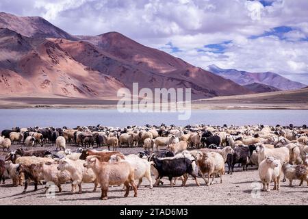 Changthangi oder Ladakh Paschmina Ziegen, Ladakh, Indien Stockfoto