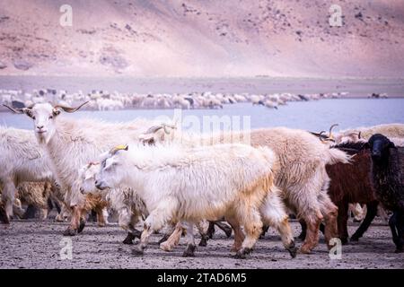 Changthangi oder Ladakh Paschmina Ziegen, Ladakh, Indien Stockfoto