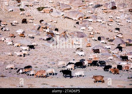 Changthangi oder Ladakh Paschmina Ziegen, Ladakh, Indien Stockfoto