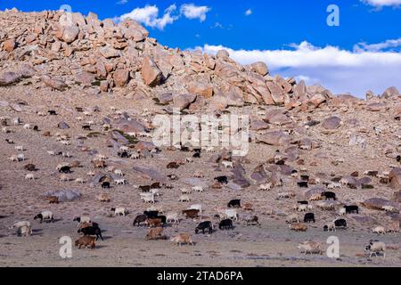 Changthangi oder Ladakh Paschmina Ziegen, Ladakh, Indien Stockfoto