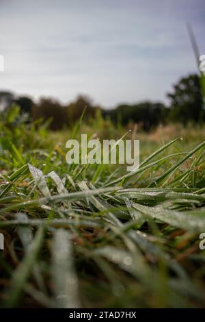 Tau auf dem grünen Gras am kalten Morgen Stockfoto