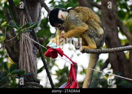 London, Großbritannien. November 2023 30. Im Londoner Zoo beginnt der Countdown bis Weihnachten in London, Großbritannien. Quelle: Siehe Li/Picture Capital/Alamy Live News Stockfoto