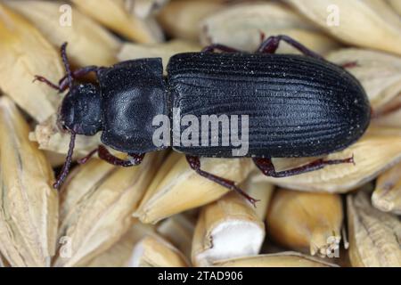 Darkling Beetle Tenebrio molitor Adult Beetle auf Getreidekorn. Stockfoto