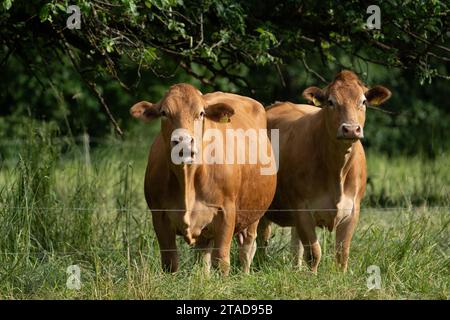 Zwei braune und weiße Kühe stehen neben einem Holzzaun auf einer grasbewachsenen Wiese Stockfoto