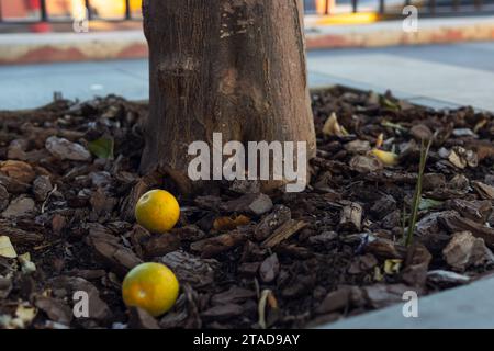 Zwei Zitronen liegen auf dem Boden in der Nähe eines Baumes Stockfoto