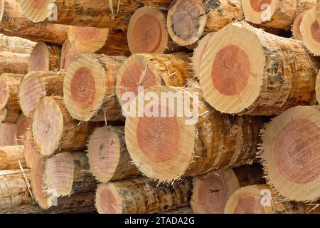 Geerntete und gehäutete Douglasienholz „Pseudotsuga menziesii“ in der Holzfabrik, Kalifornien. Stockfoto