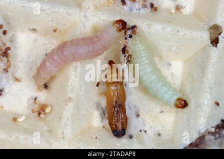 Indische Mehlmotte der Art Plodia interpunctella. Raupen und Puppe auf einem Kuchen, eine Waffel mit Sahne. Stockfoto