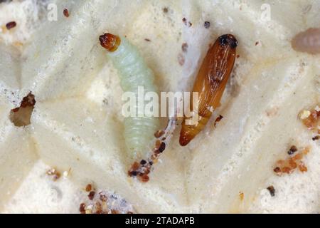 Indische Mehlmotte der Art Plodia interpunctella. Raupe und Puppe auf einem Kuchen, eine Waffel mit Sahne. Stockfoto