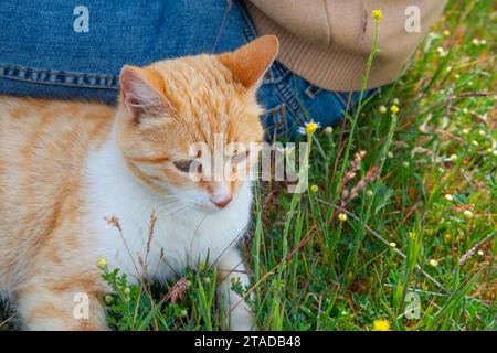 Tabby und weiße Katze. Schließen Sie die Ansicht. Stockfoto