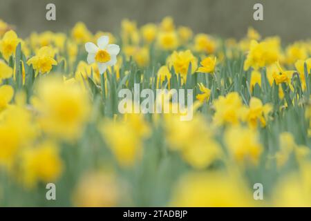 Ein Narzissen-Feld in Cornwall, England. Frühjahr (April) 2022. Stockfoto